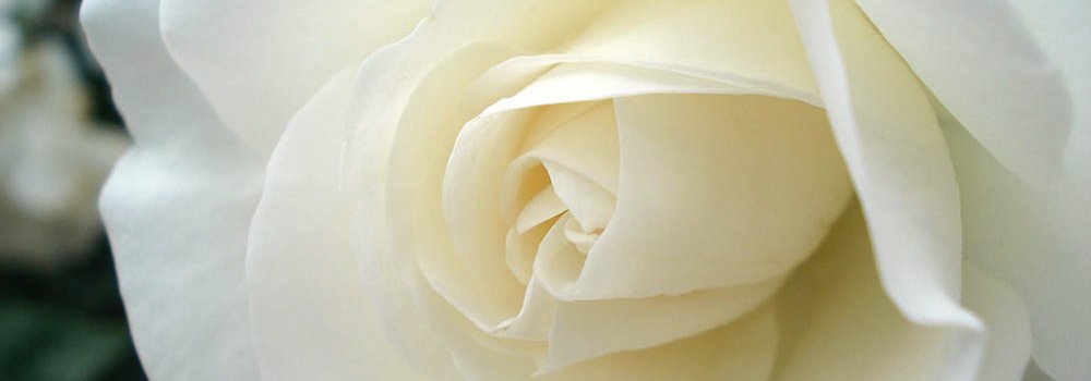 Immagine di una rosa bianca da donare ai defunti del Cimitero Acattolico di Roma